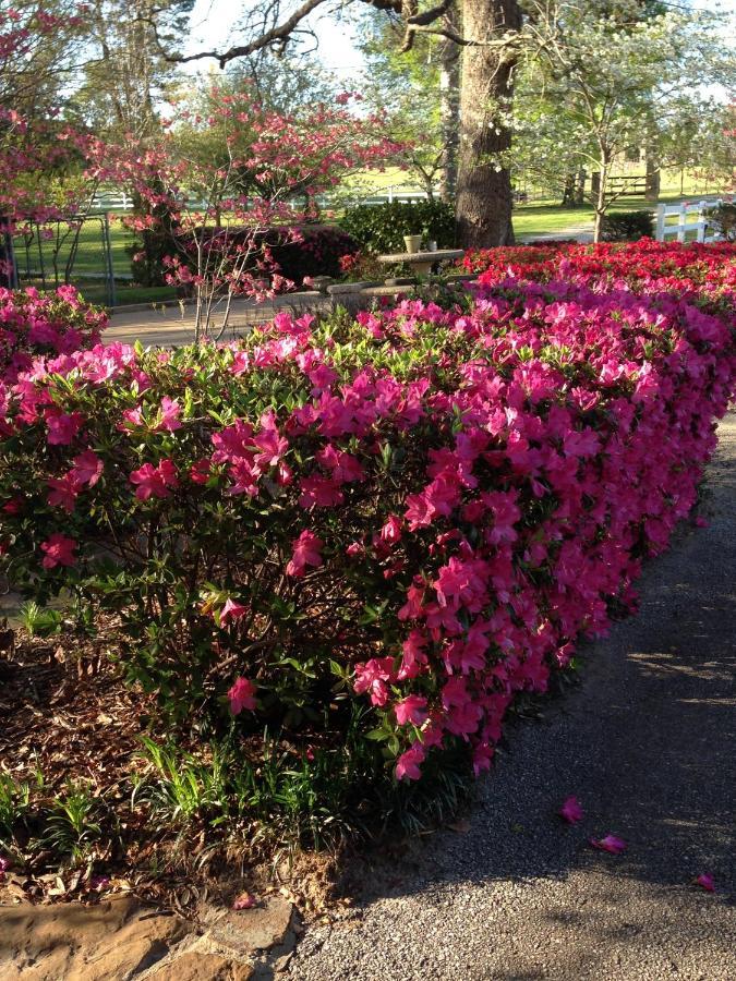 Dogwood Springs Lodgings Mineola Buitenkant foto